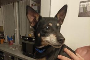 Alerte Découverte Chien croisement  Femelle Sablé-sur-Sarthe France