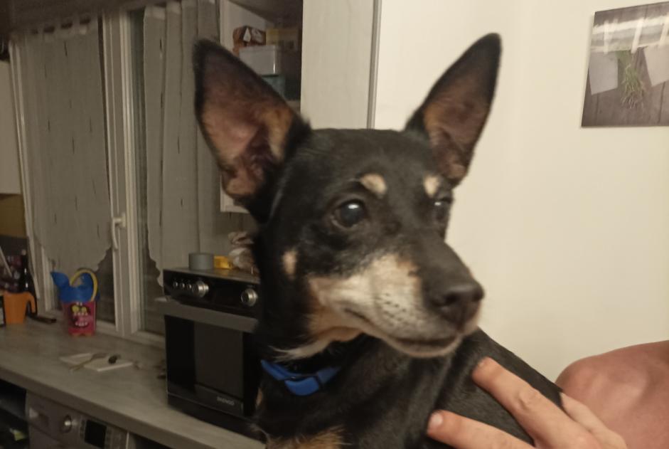 Alerte Découverte Chien croisement  Femelle Sablé-sur-Sarthe France