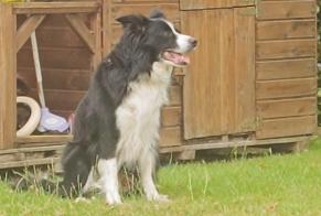 Alerte Disparition Chien  Mâle , 11 ans Soliers France