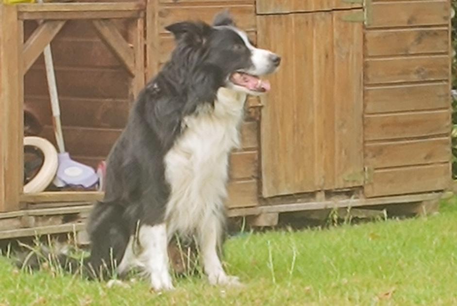 Alerte Disparition Chien  Mâle , 11 ans Soliers France