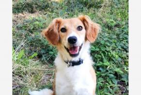 Alerte Disparition Chien croisement  Femelle , 12 ans Glun France