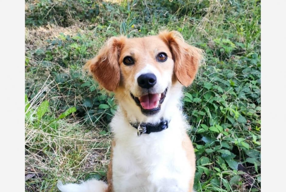 Alerte Disparition Chien croisement  Femelle , 12 ans Glun France