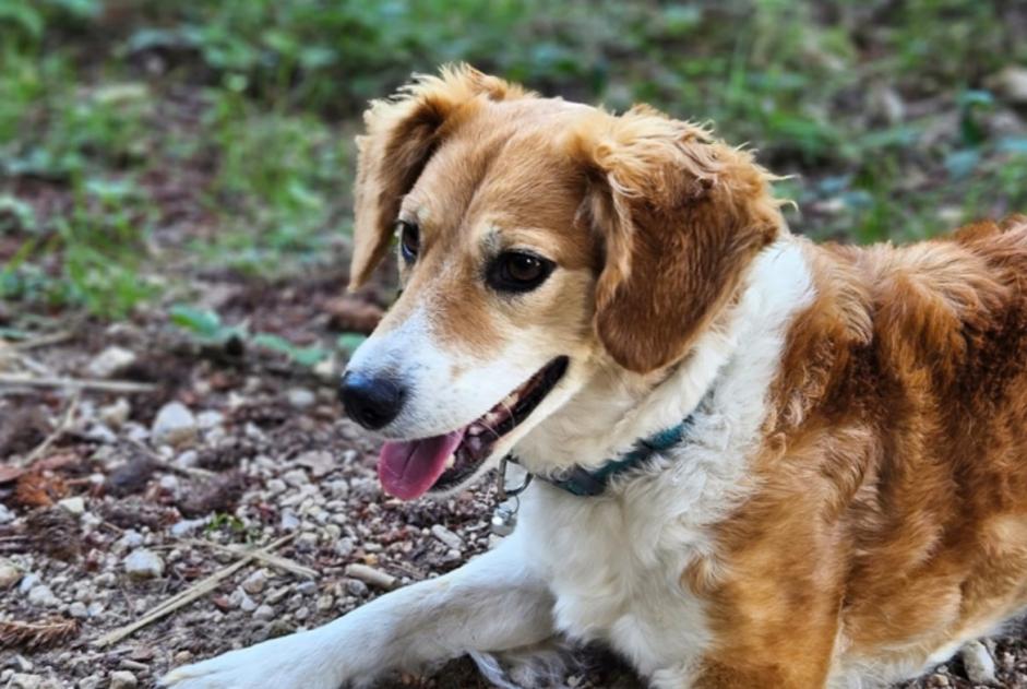 Alerte Disparition Chien croisement  Femelle , 12 ans Glun France