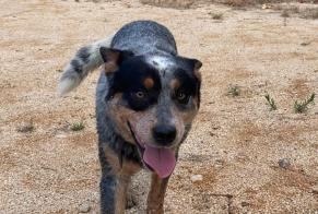 Alerte Découverte Chien  Mâle Lagorce France