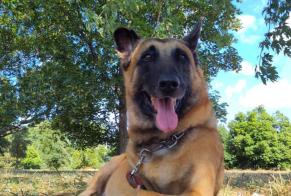 Alerte Disparition Chien  Mâle , 11 ans Bernin France