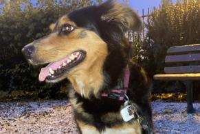 Alerte Découverte Chien croisement  Femelle , 1 année Limoux France