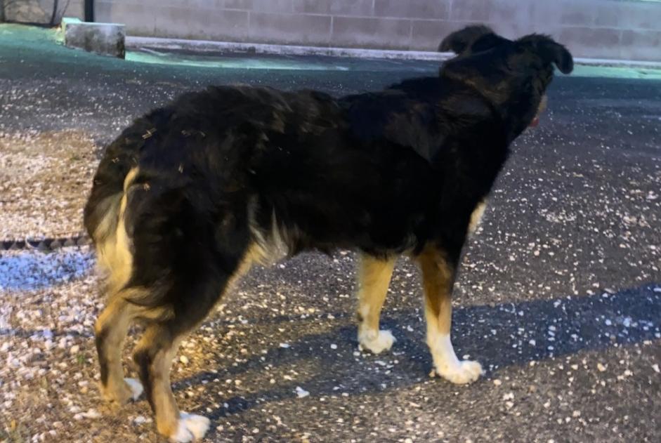 Alerte Découverte Chien croisement  Femelle , 1 année Limoux France