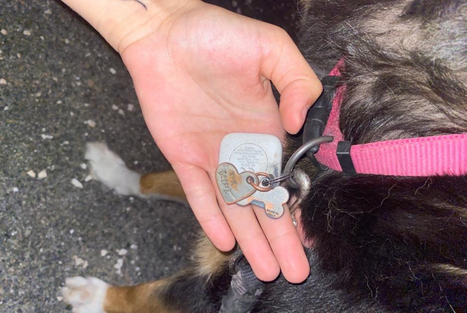 Alerte Découverte Chien croisement  Femelle , 1 année Limoux France