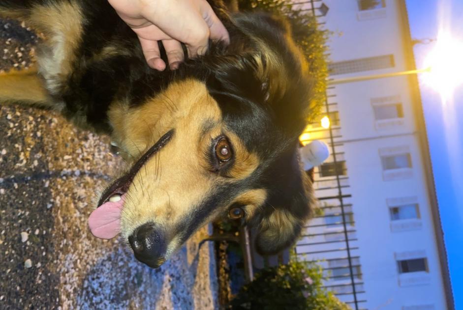 Alerte Découverte Chien croisement  Femelle , 1 année Limoux France