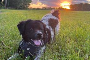 Alerte Disparition Chien  Femelle , 4 ans Les Portes-en-Ré France