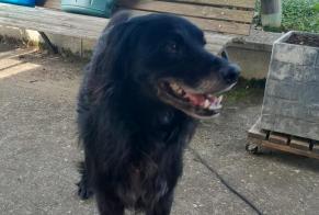 Alerte Découverte Chien  Mâle Viré France