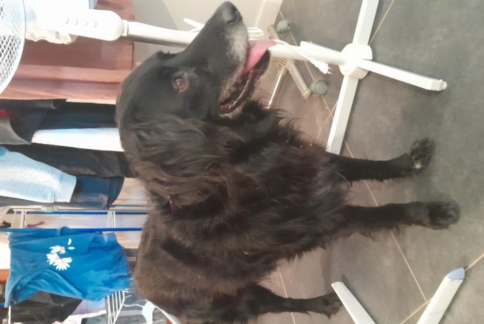 Alerte Découverte Chien  Mâle Viré France