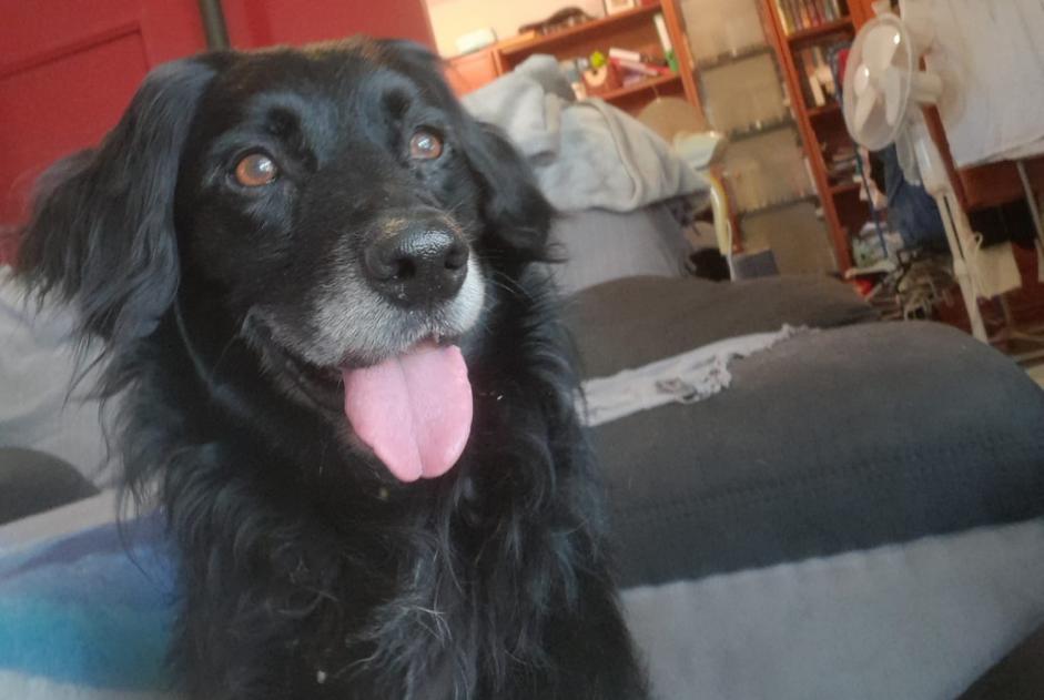 Alerte Découverte Chien  Mâle Viré France