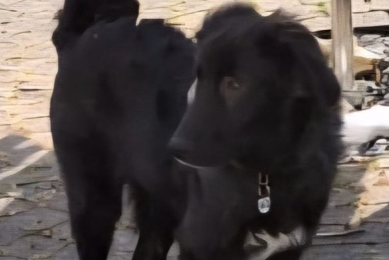 Alerte Disparition Chien croisement  Mâle , 1 ans Passy France