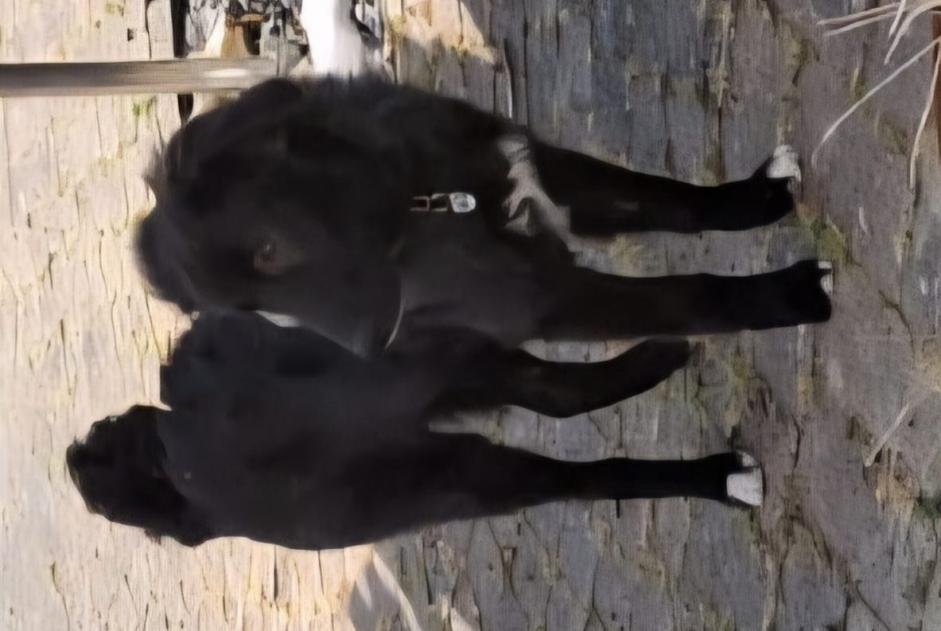 Alerte Disparition Chien croisement  Mâle , 1 ans Passy France