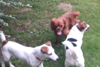Alerte Disparition Chien  Femelle , 9 ans Labarthe-sur-Lèze France