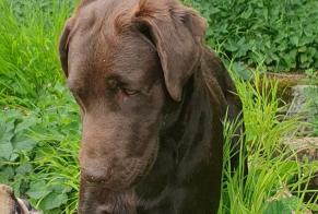 Alerte Découverte Chien  Mâle Échauffour France