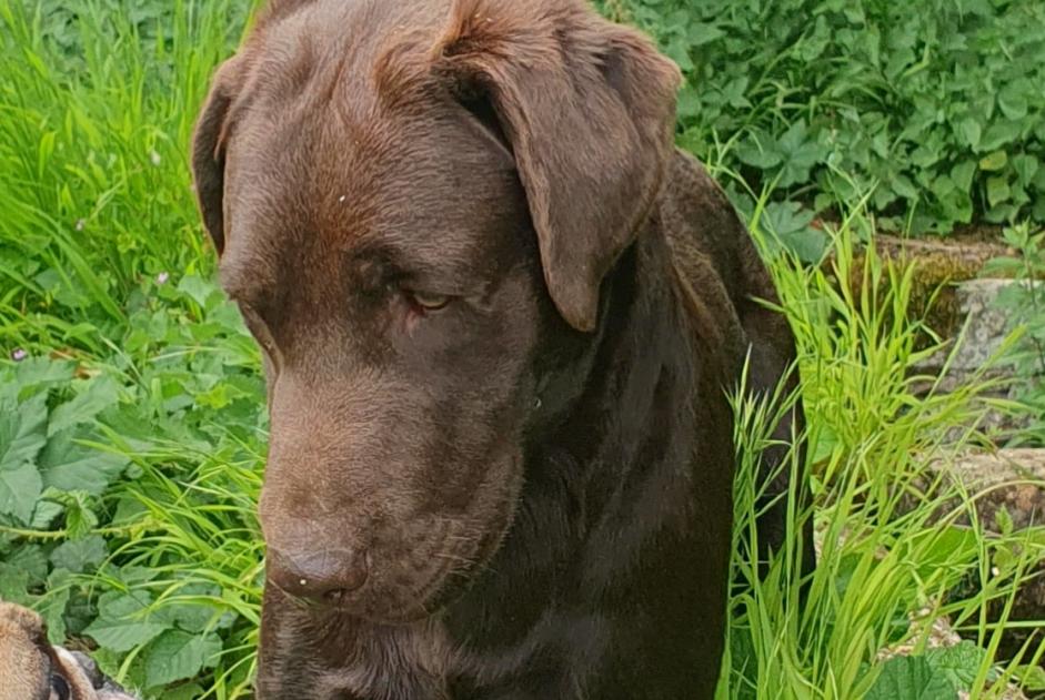 Alerte Découverte Chien  Mâle Échauffour France
