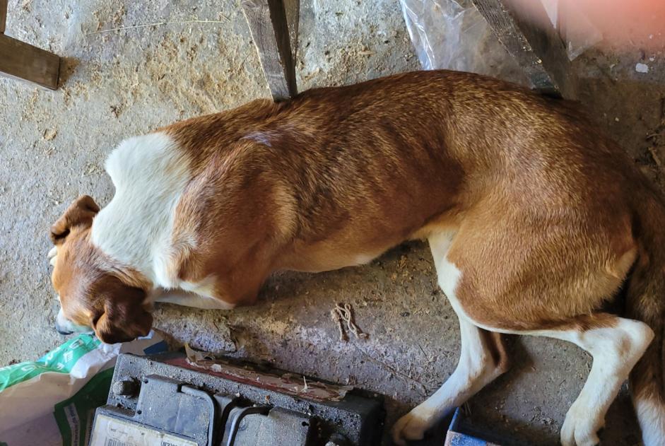 Alerte Découverte Chien Femelle , 3 ans Bayac France