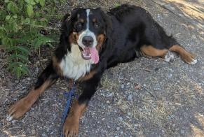 Alerte Disparition Chien  Mâle , 1 ans Toulouse France