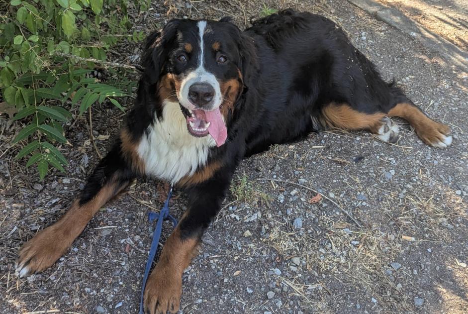 Alerte Disparition Chien  Mâle , 1 ans Toulouse France