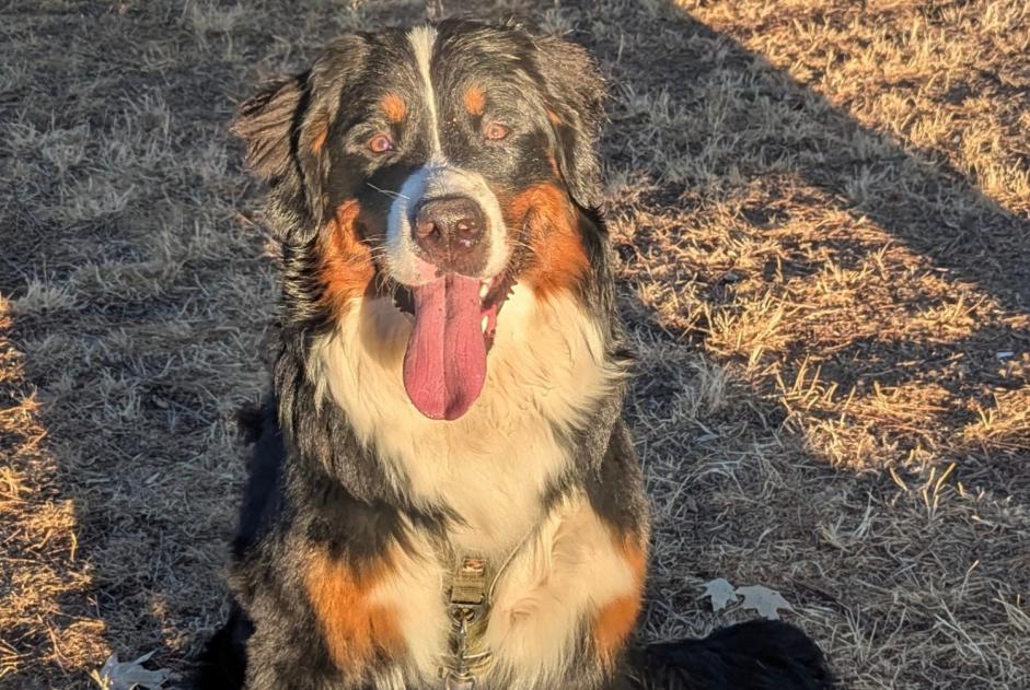 Alerte Disparition Chien  Mâle , 1 ans Toulouse France