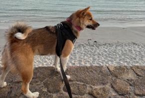 Alerte Disparition Chien  Femelle , 1 ans Pleumeur-Bodou France