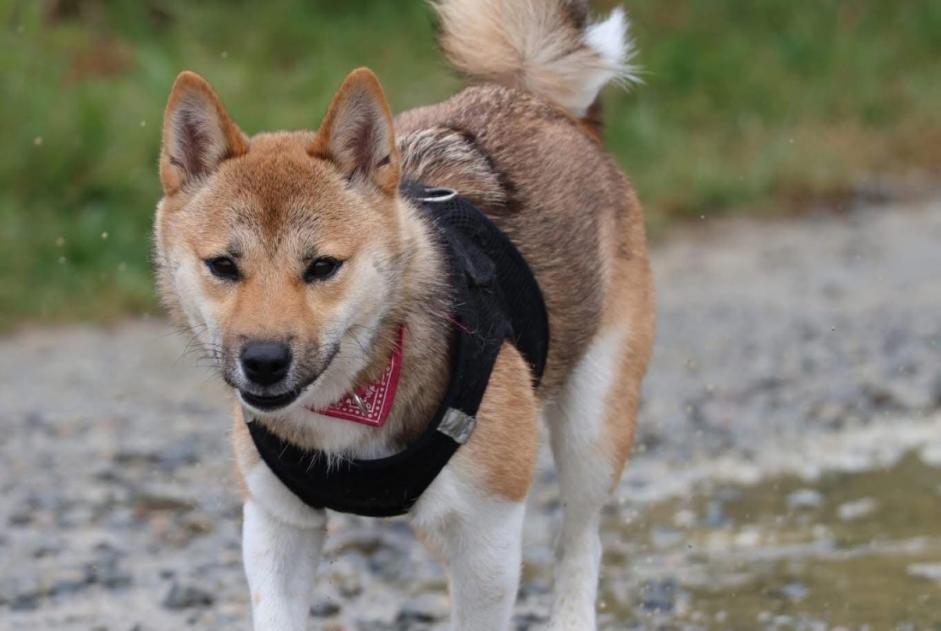 Alerte Disparition Chien  Femelle , 1 ans Pleumeur-Bodou France
