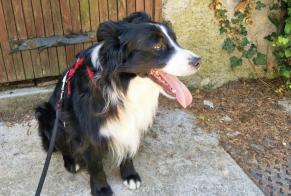 Alerte Disparition Chien  Mâle , 4 ans Vétraz-Monthoux France