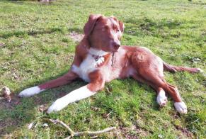 Alerte Disparition Chien croisement  Femelle , 1 ans Vesly France