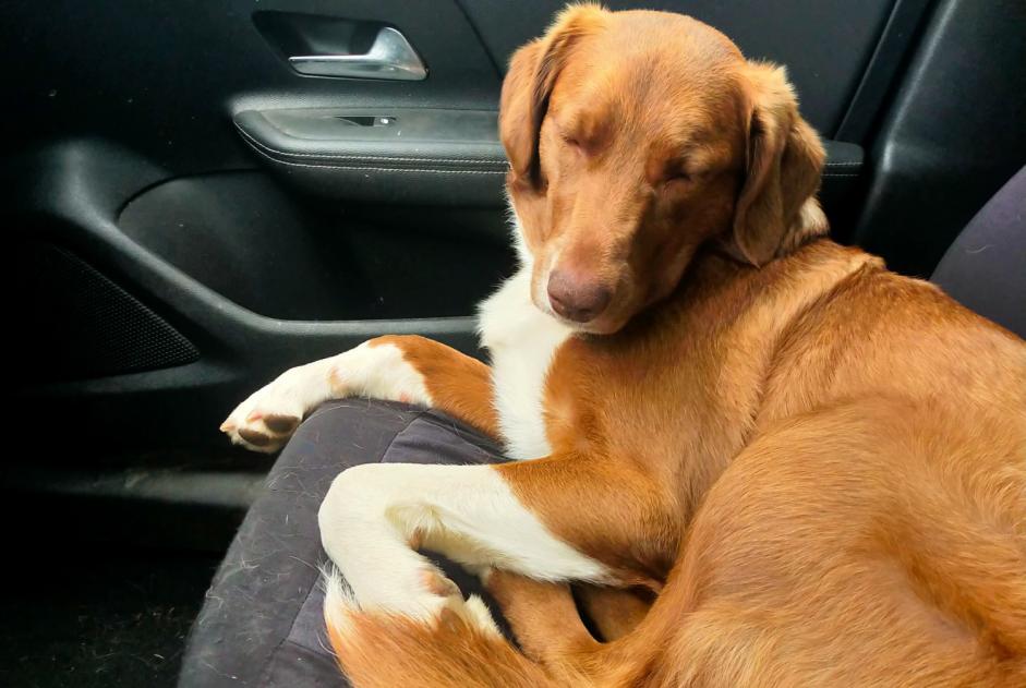 Alerte Disparition Chien croisement  Femelle , 1 ans Vesly France