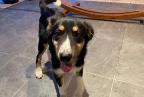 Alerte Découverte Chien croisement  Femelle Les Pujols France