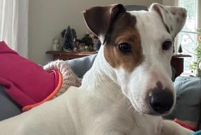 Alerte Disparition Chien  Mâle , 4 ans Tours France