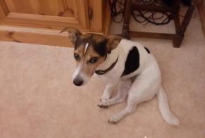 Alerte Disparition Chien  Femelle , 12 ans dogneville France