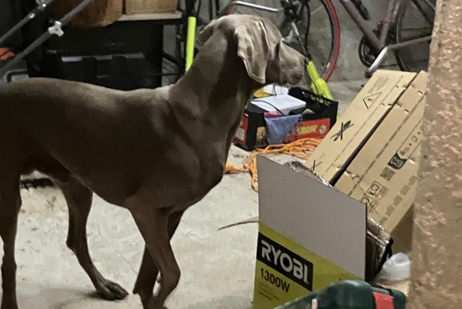 Alerte Découverte Chien  Femelle Saint-Marcellin France