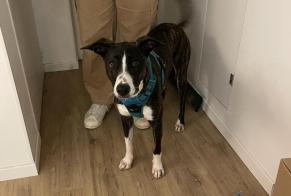 Alerte Disparition Chien croisement  Femelle , 1 ans Puylaurens France