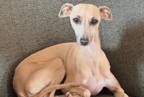 Alerte Disparition Chien  Femelle , 7 ans Sucy-en-Brie France
