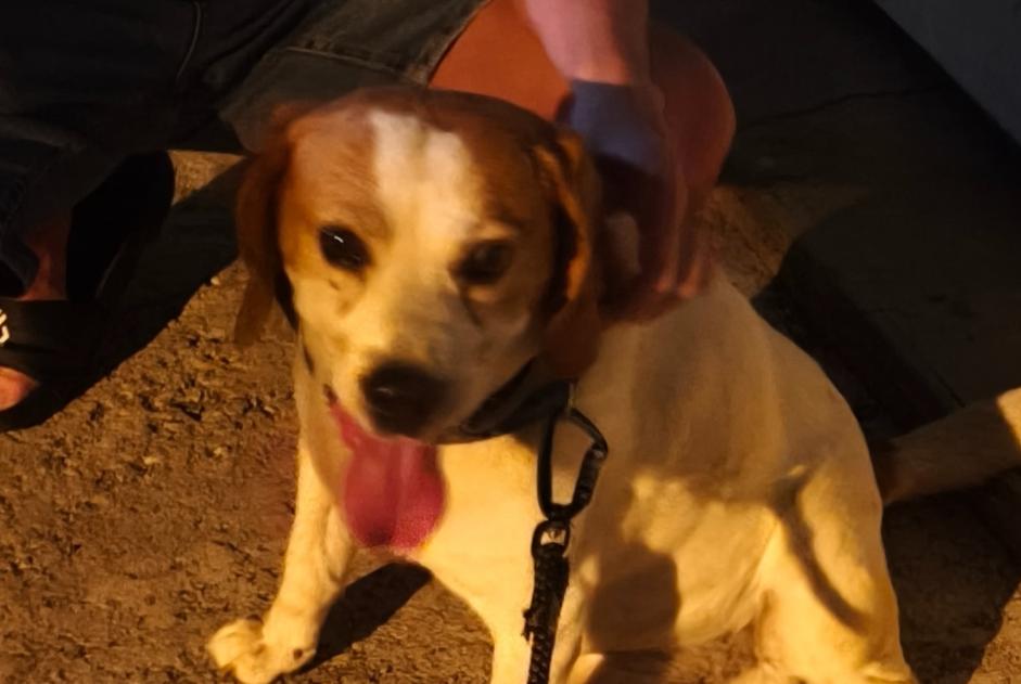 Alerte Découverte Chien croisement  Mâle Elne France