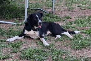 Alerte Découverte Chien Mâle Capdenac-Gare France