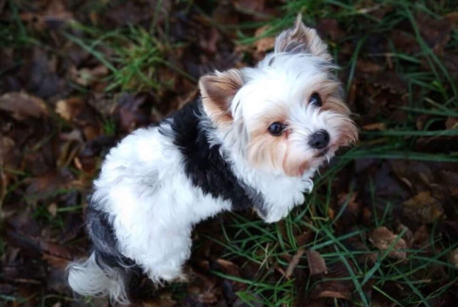 Avviso scomparsa Cane  Femmina , 10 anni Valleiry Francia