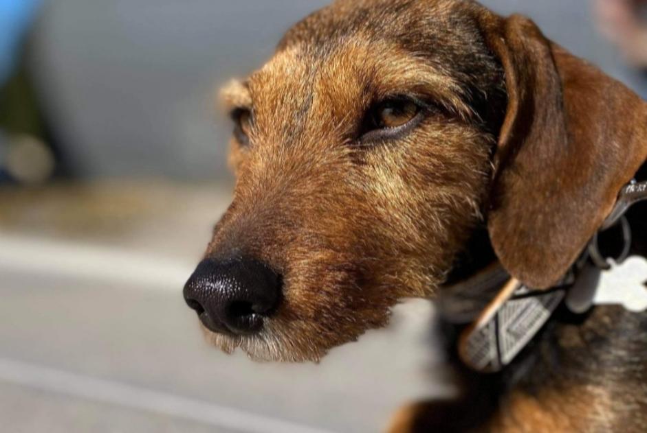 Avviso scomparsa Cane incrocio di razze  Femmina , 7 anni Stotzheim Francia