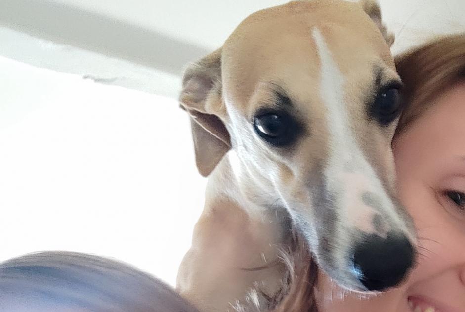 Avviso scomparsa Cane  Maschio , 4 anni Avanton Francia