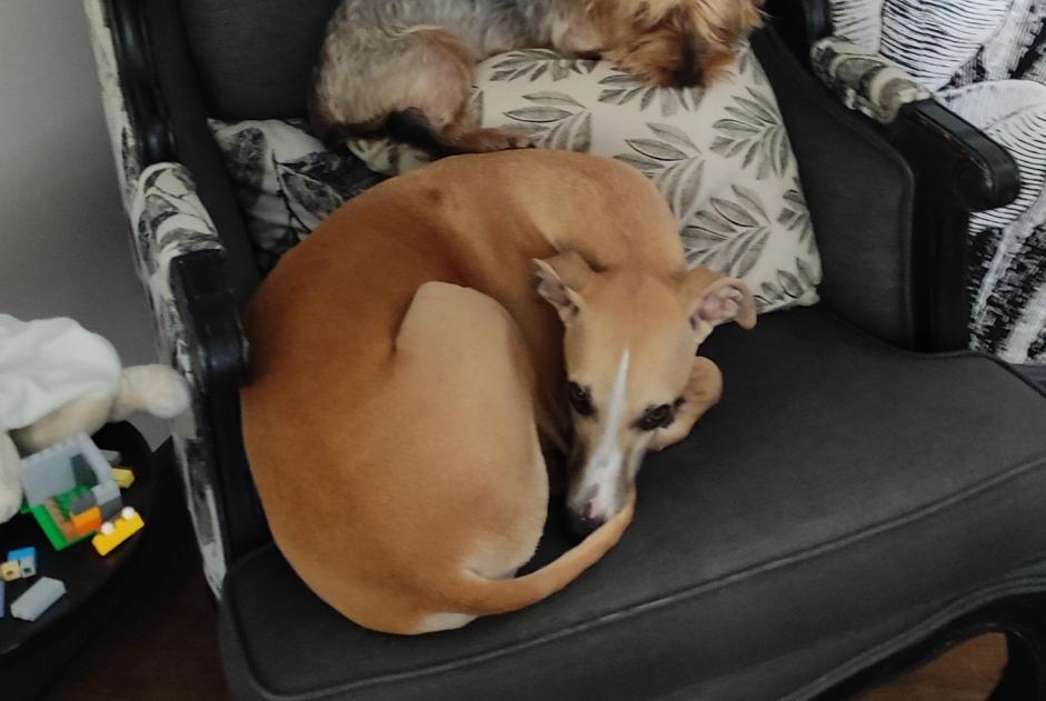 Avviso scomparsa Cane  Maschio , 4 anni Avanton Francia