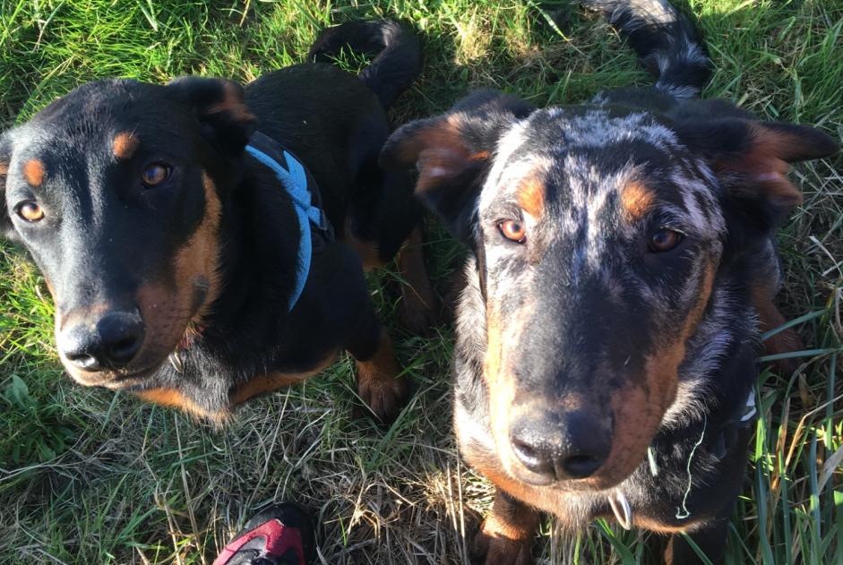 Avviso scomparsa Cane  Maschio , 1 anni Puycasquier Francia