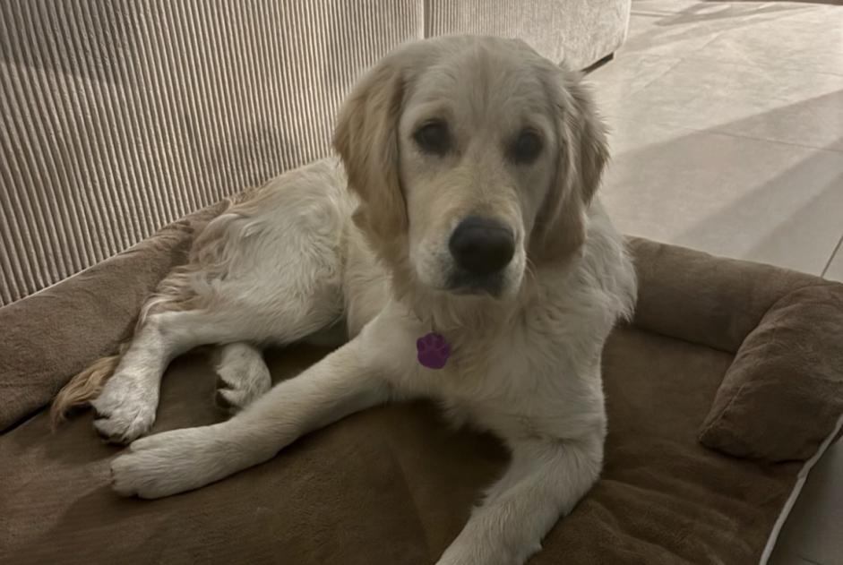 Avviso scomparsa Cane  Femmina , 1 anni Nice Francia