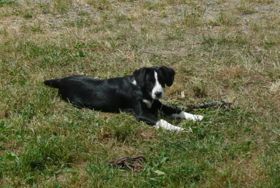 Avviso scomparsa Cane incrocio di razze  Femmina , 11 anni Thiviers Francia