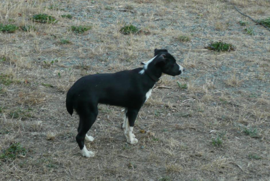 Avviso scomparsa Cane incrocio di razze  Femmina , 11 anni Thiviers Francia