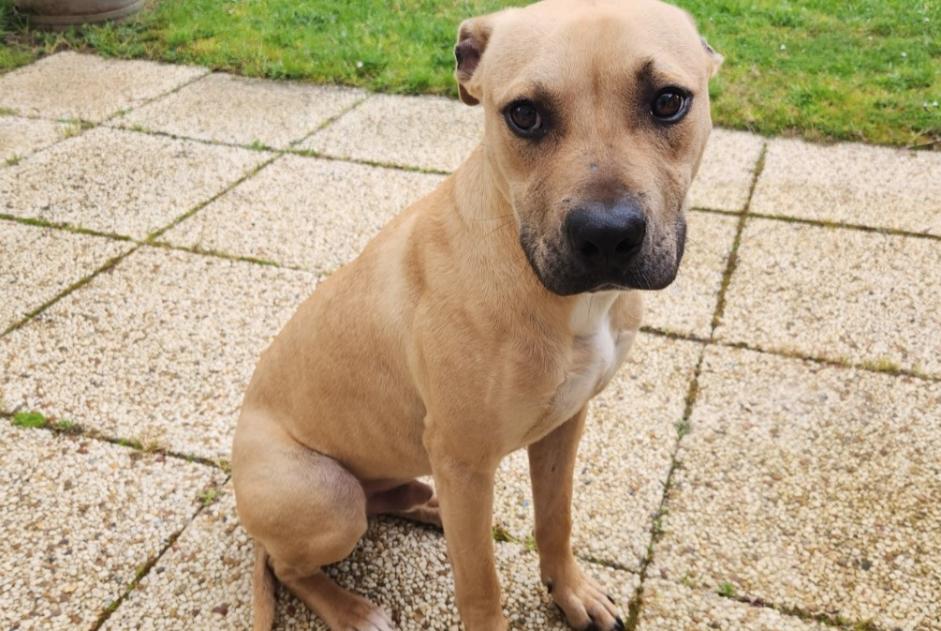 Avviso Ritrovamento Cane incrocio di razze  Maschio Chalonnes-sur-Loire Francia