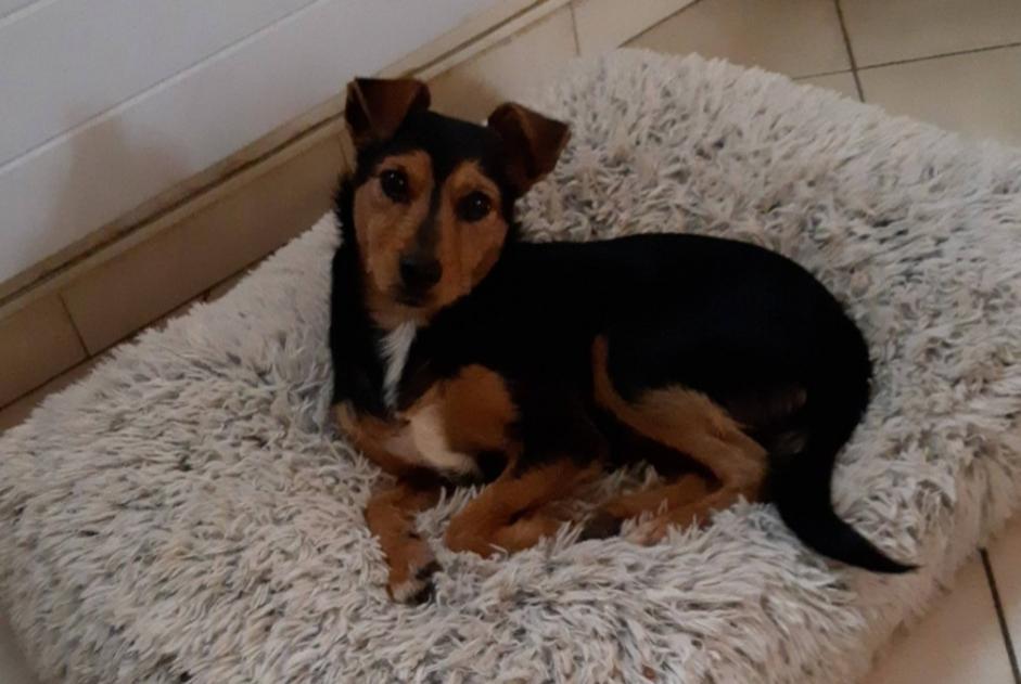 Avviso scomparsa Cane incrocio di razze  Femmina , 2 anni Beauchamp Francia