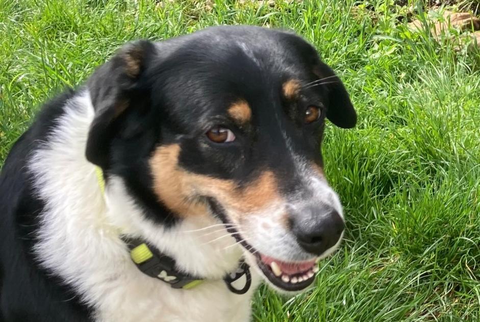 Avviso scomparsa Cane Femmina , 7 anni Blyes Francia